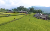 Mùa vàng Hoàng Su Phì qua ống kính flycam